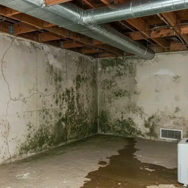 Professional Mold Removal in Dover Beaches South, NJ